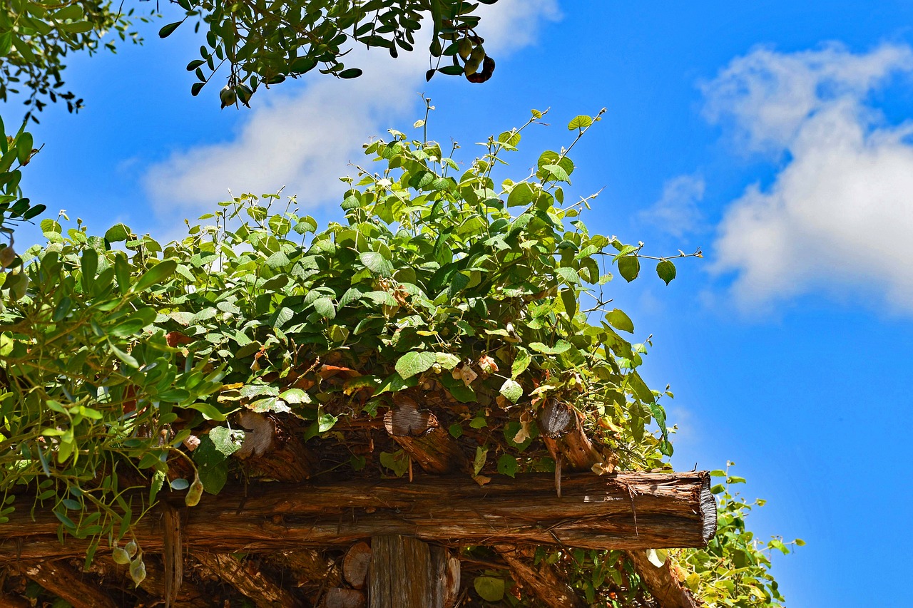 How to Install a Trellis for Climbing Plants